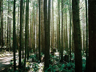 Renewable Timber